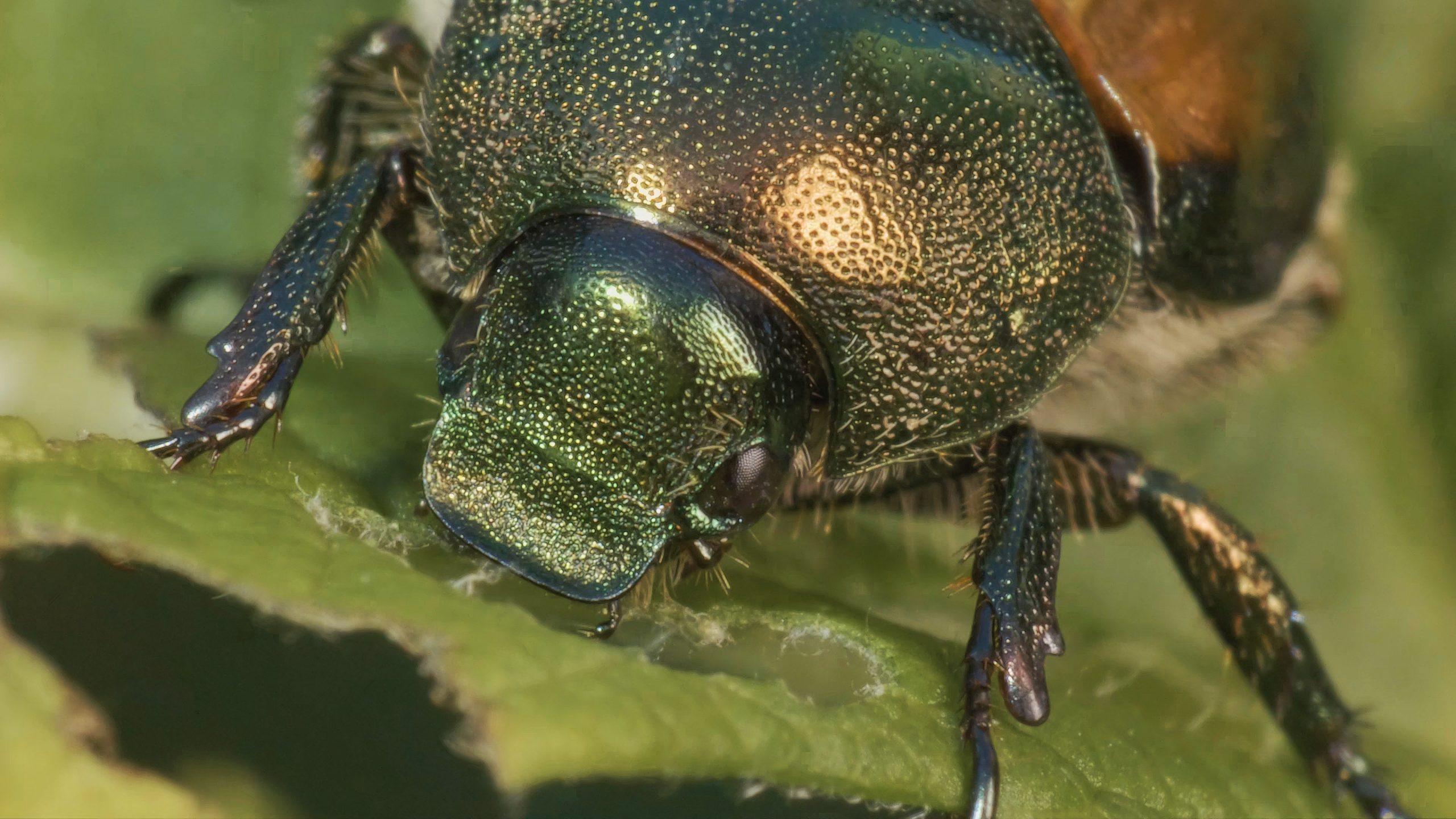 Shooting Macro With Gopro Hero7 Black Back Bone